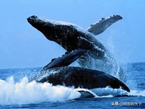 世界自然遗产名录之埃尔比斯开诺鲸鱼禁渔区