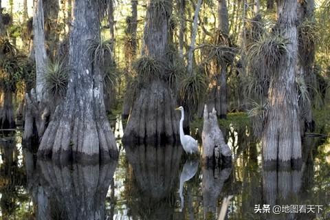世界自然遗产名录之大沼泽国家公园