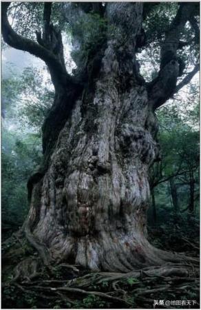 世界自然遗产名录之日本屋久岛