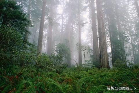 世界自然遗产名录之加拿大红杉国家公园