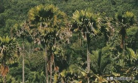 世界自然遗产名录之塞舌尔马埃谷地自然保护区